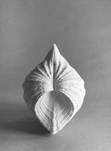 Still Life of Shell, between 1965 and 1969