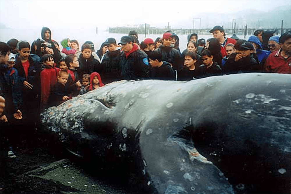 People near whale at Neah Bay, May 17, 1999