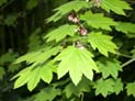 Plants of Western Washington