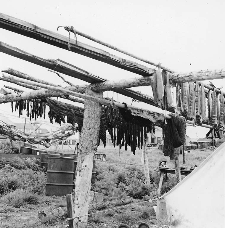 fishing nets full of fish. Fish drying rack with fish and