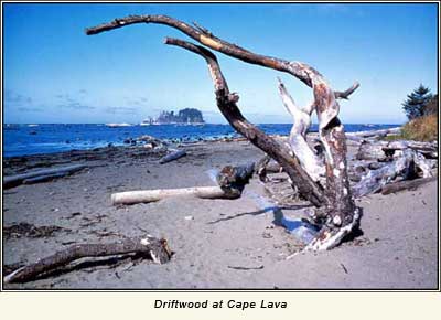 Driftwood at Cape Lava