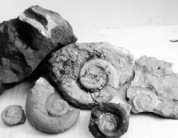 Close-up of gastropods from Redwall Limestone collection (McKee & Gutschick) at Denver Federal Center, Colorado, April 17, 1959