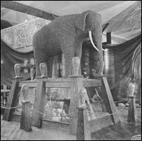 Fruits and nuts exhibit with walnut elephant