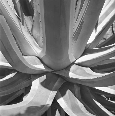 Close view of desert plant, possibly agave, California