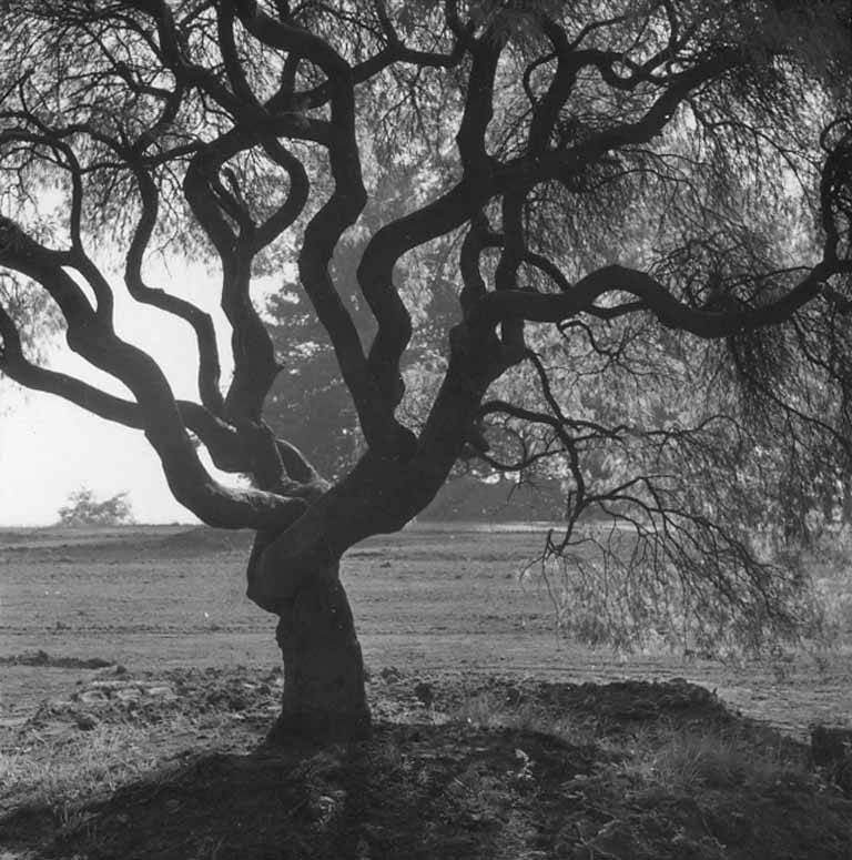 Old tree with sculptural trunk, Portland, Oregon