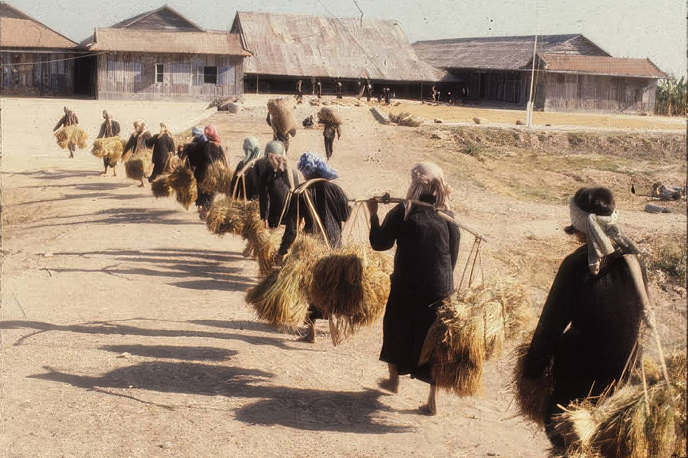 Women carrying rice harvest by shoulder pole