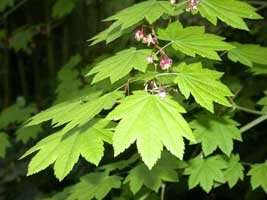 Plants Of Western Washington Collection