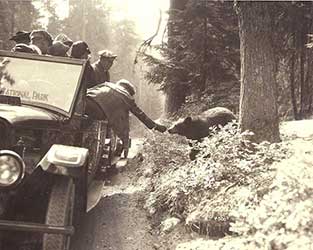 Feeding a bear